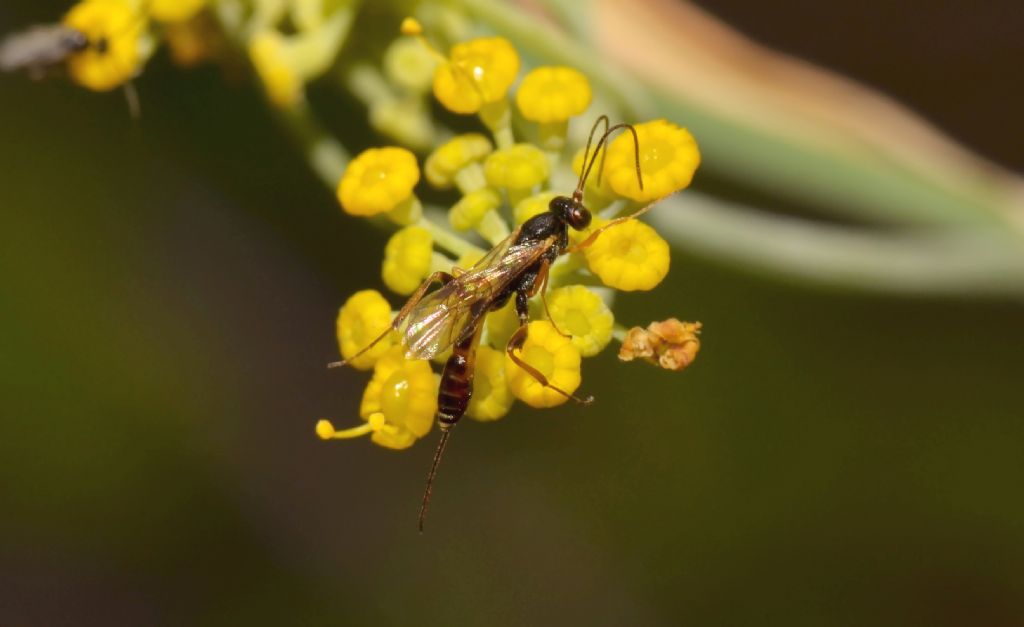 Ichneumonidae Cremastinae